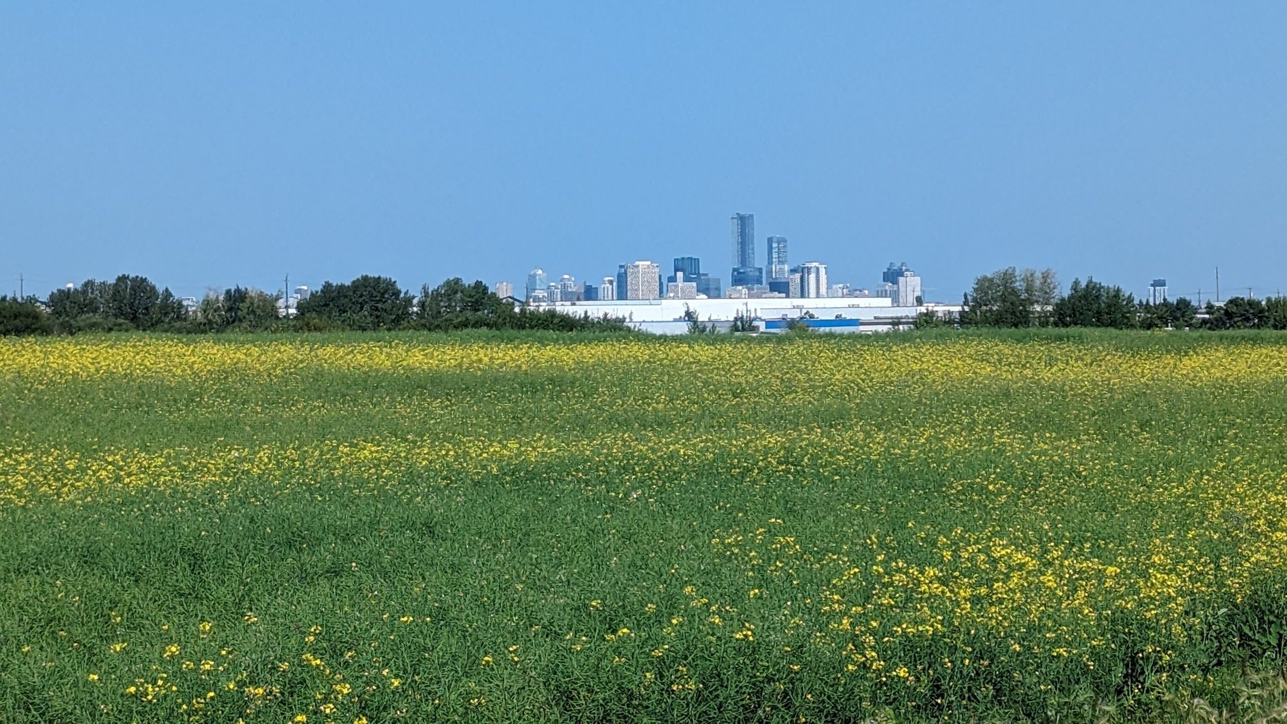 The downtown Edmonton skyline lies beyond a field of green and gold canola, under a clear blue sky.