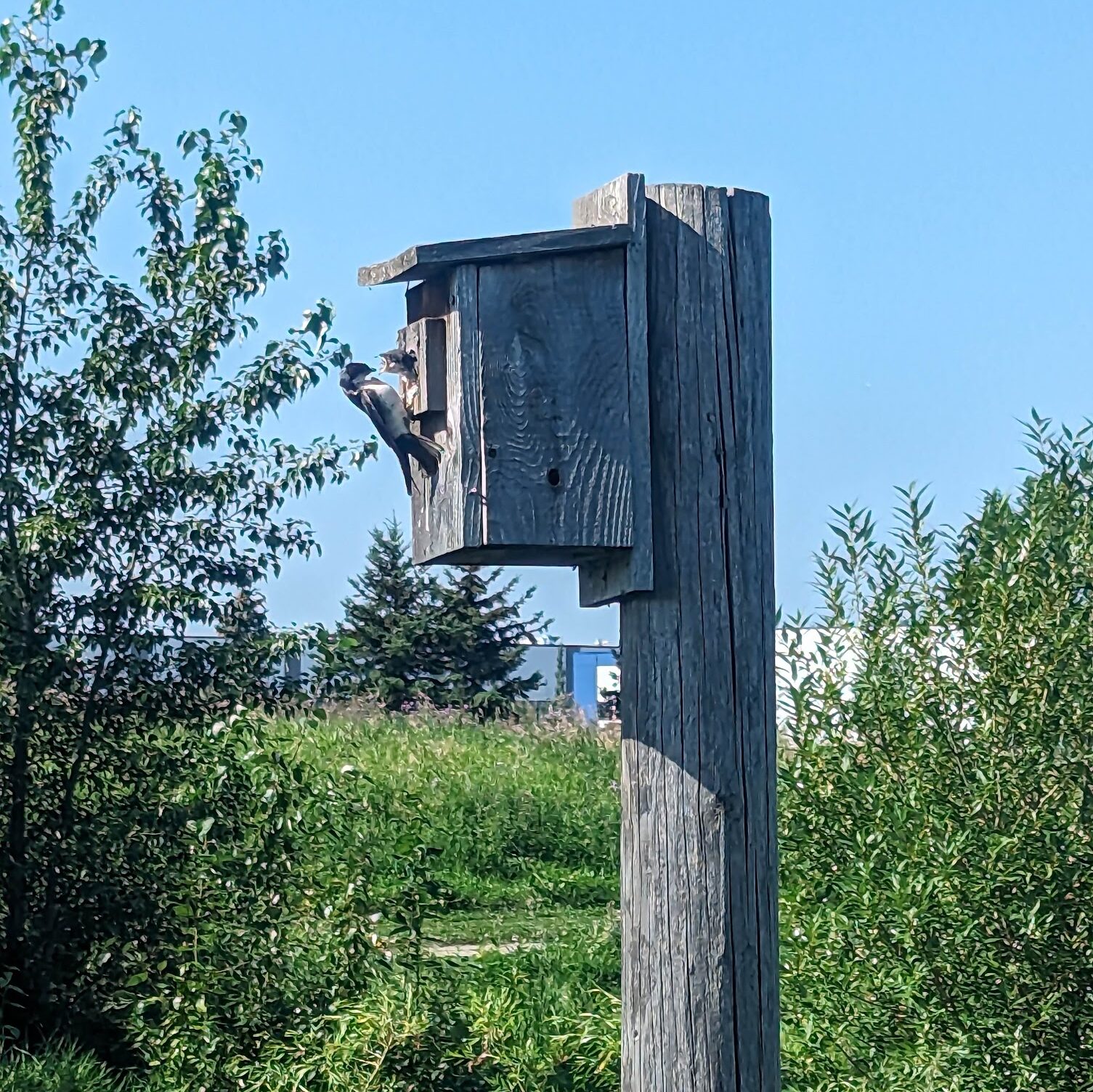 A tree swallow rests at the edge of the opening in a birdhouse, while a baby bird pokes its head out, beak wide open and waiting.